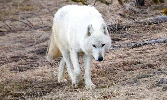 ignis-natura-animales-lobo-blanco.jpg
