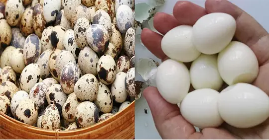 Beneficios de los huevos de codorniz