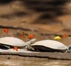 ignisnatura-naturaleza-tortugas-mariposas.jpg