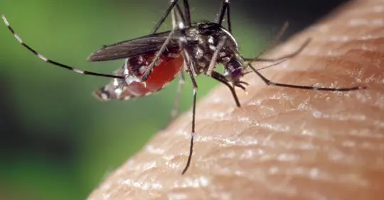 ignis-natura-salud-mosquito