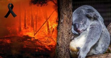 incendios koala