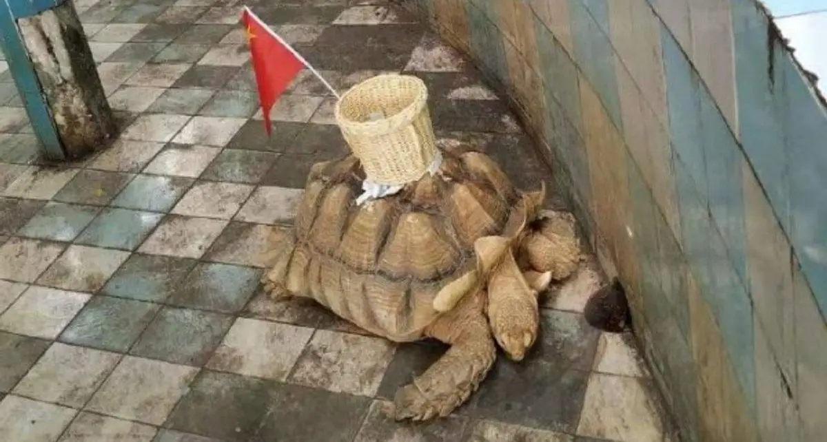 Maltrato a una tortuga en China