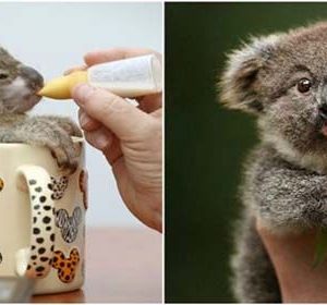 adoptar a un koala
