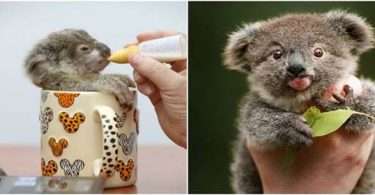 adoptar a un koala