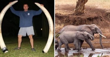 muere cazador de elefantes