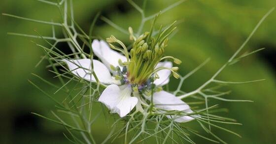 Negulla Neguilla (Nigella sativa) | Ignis Natura
