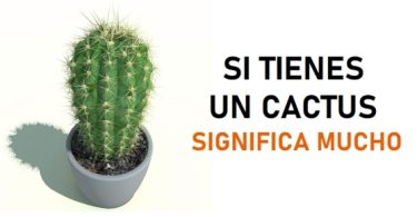 Si tienes un cactus significa mucho