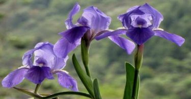lirio iris