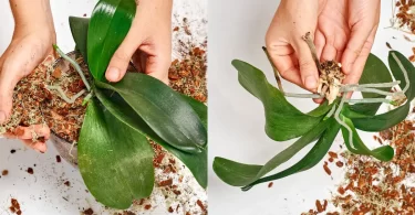 Cómo propagar una Orquídea a partir de una hoja