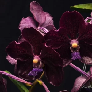 Como Cultivar una Orquídea Vanda Motes Midnight