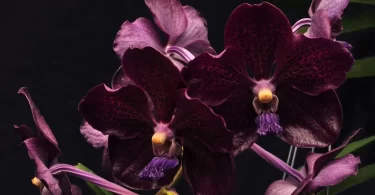 Como Cultivar una Orquídea Vanda Motes Midnight