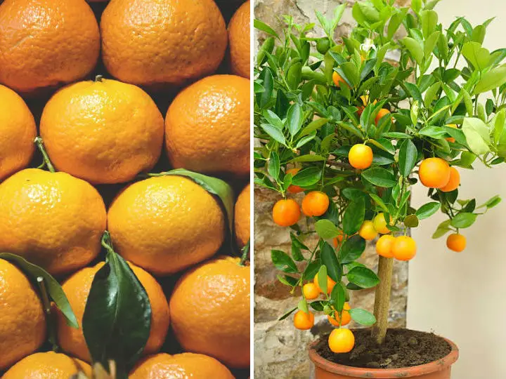No Vuelvas a Comprar Mandarinas: Aprende a Plantarlas Facilmente