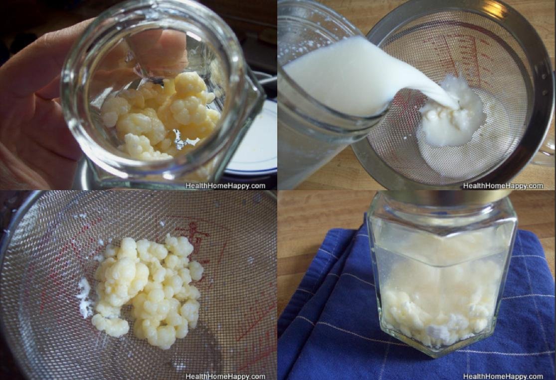 Kefires Como se crea el Kefir paso a paso y porque consumirlo cada día | Ignis ...