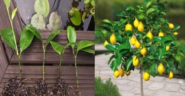 Cómo Cultivar Limoneros desde Esquejes de Hojas