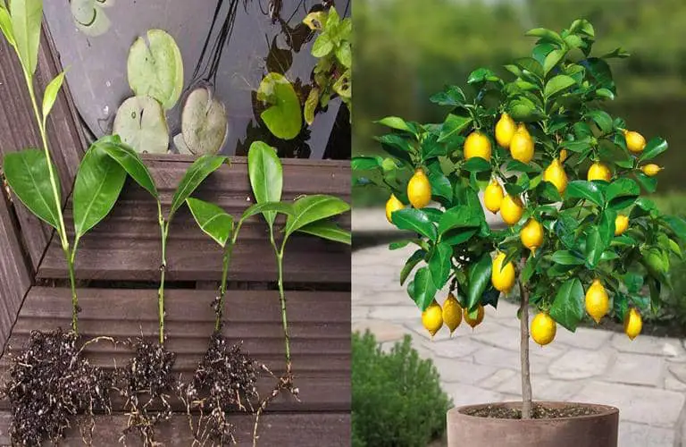 Cómo Cultivar Limoneros desde Esquejes de Hojas