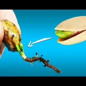 Cómo cultivar tu propio árbol de pistachos