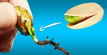 Cómo cultivar tu propio árbol de pistachos