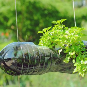 Cultivar Apio en Botellas de Plástico Reutilizadas