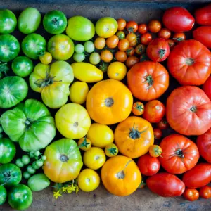 El Secreto del Éxito en el Cultivo de Tomates