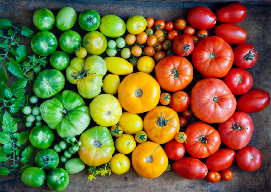 El Secreto del Éxito en el Cultivo de Tomates