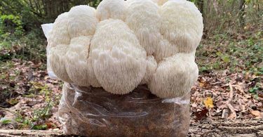 melena-de-leon-vital-fungi